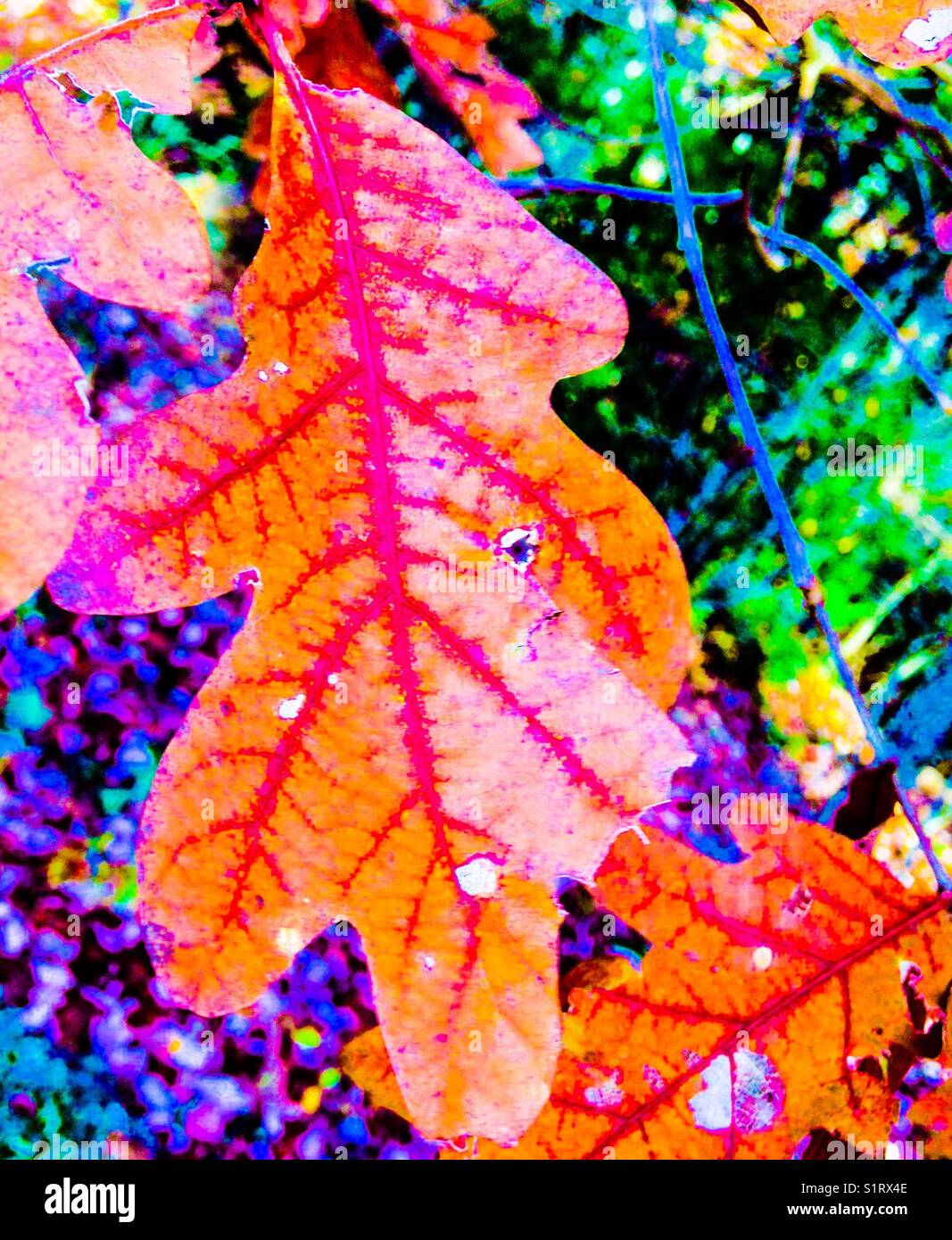 Colorful November oak leaf - Smartphone Captured Stock Image