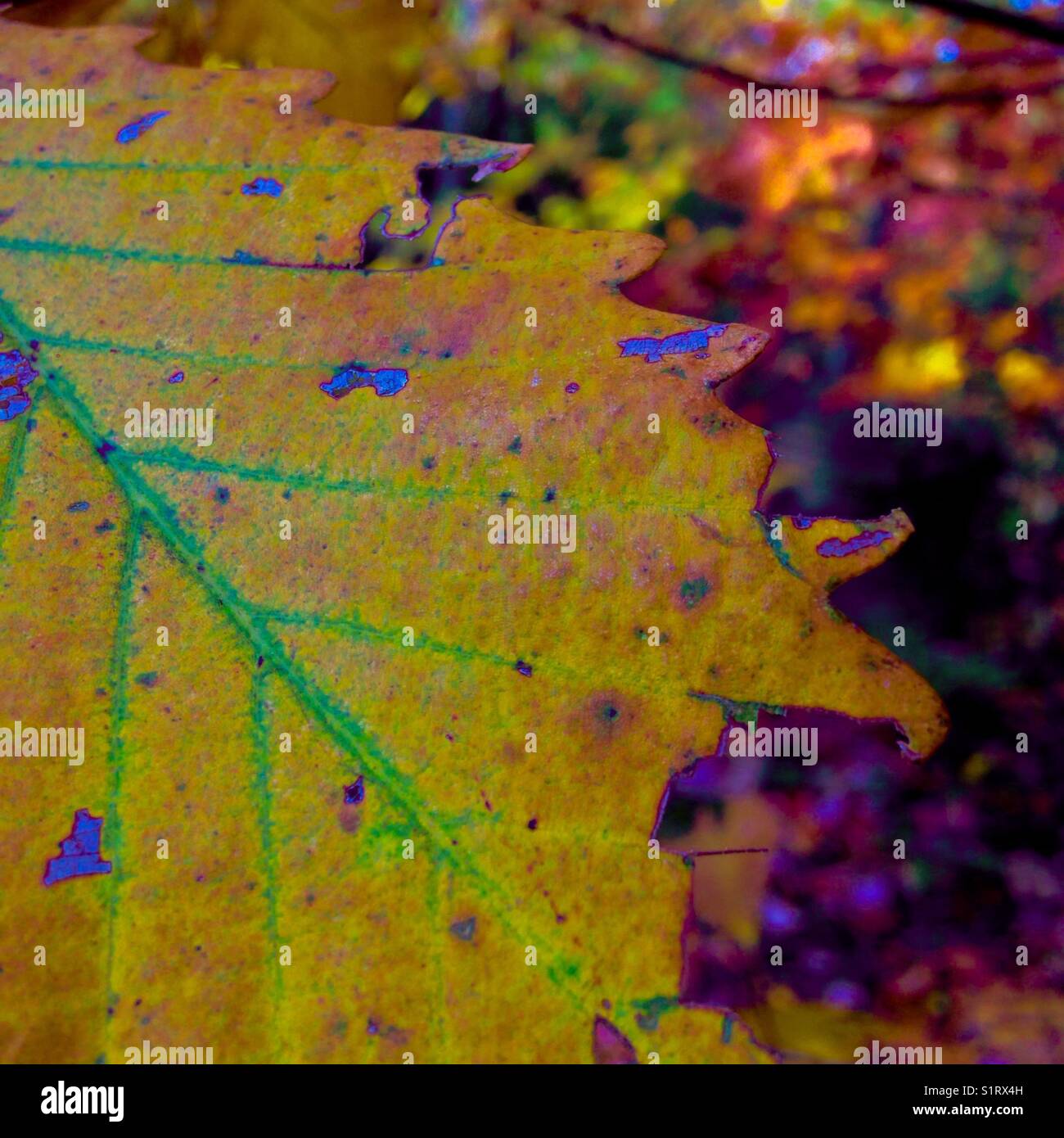 Autumn leaves - Smartphone Captured Stock Image