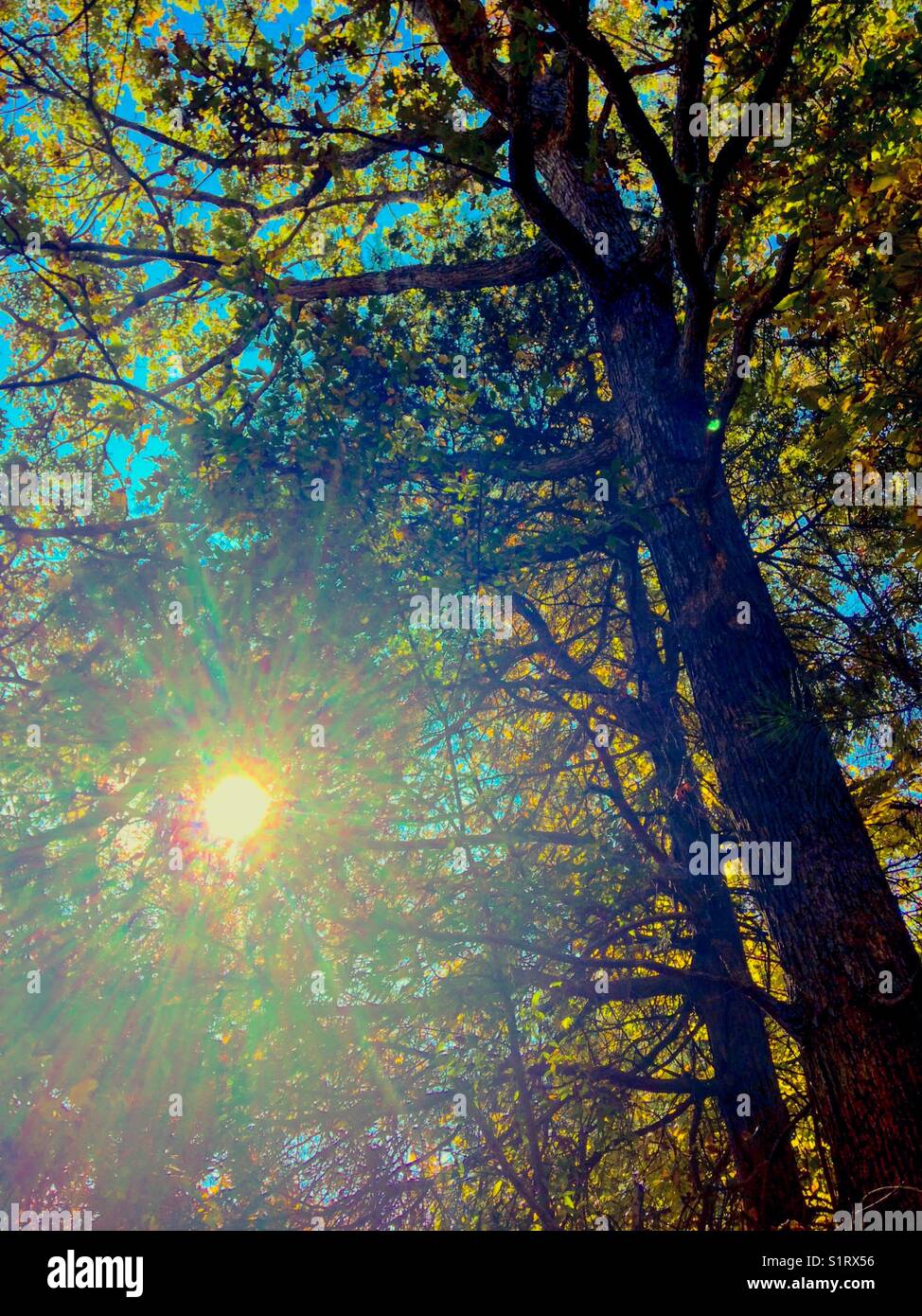 Sunlight through autumn trees - Smartphone Captured Stock Image