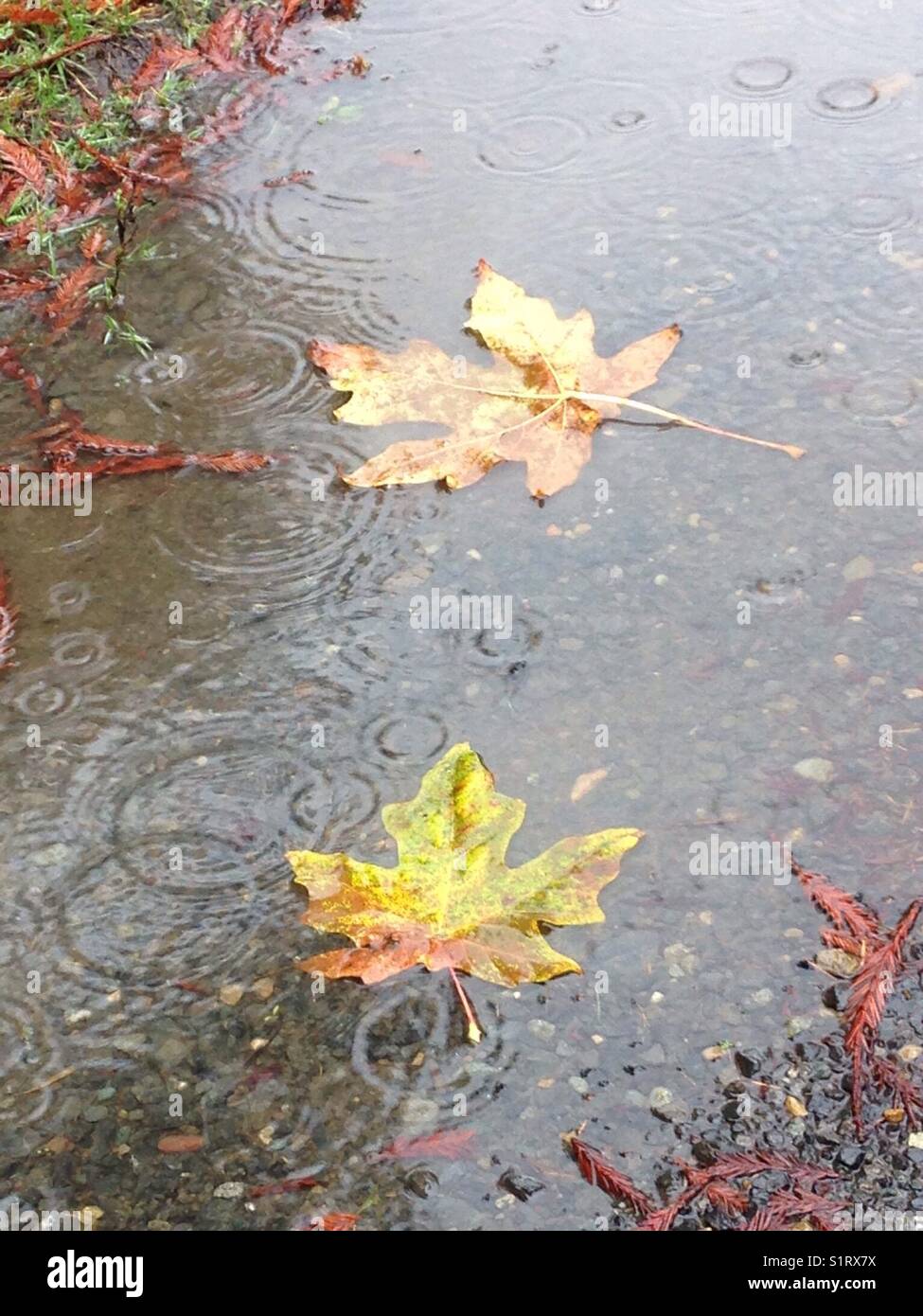 Autumn in the rain Stock Photo