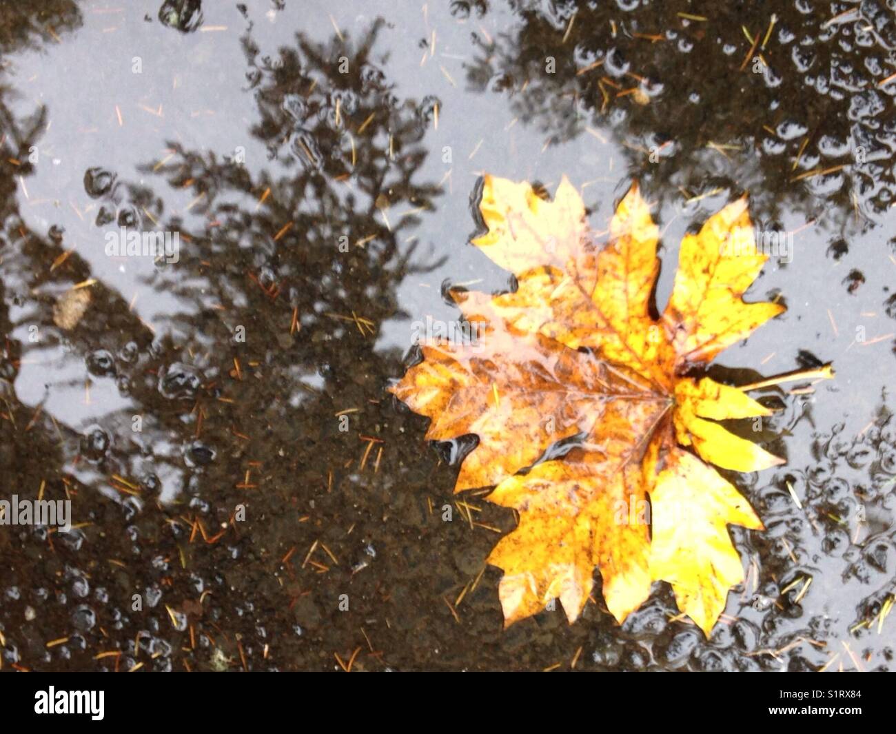 Beautiful yellow maple leaf in a puddle reflecting an Evergreen tree Stock Photo