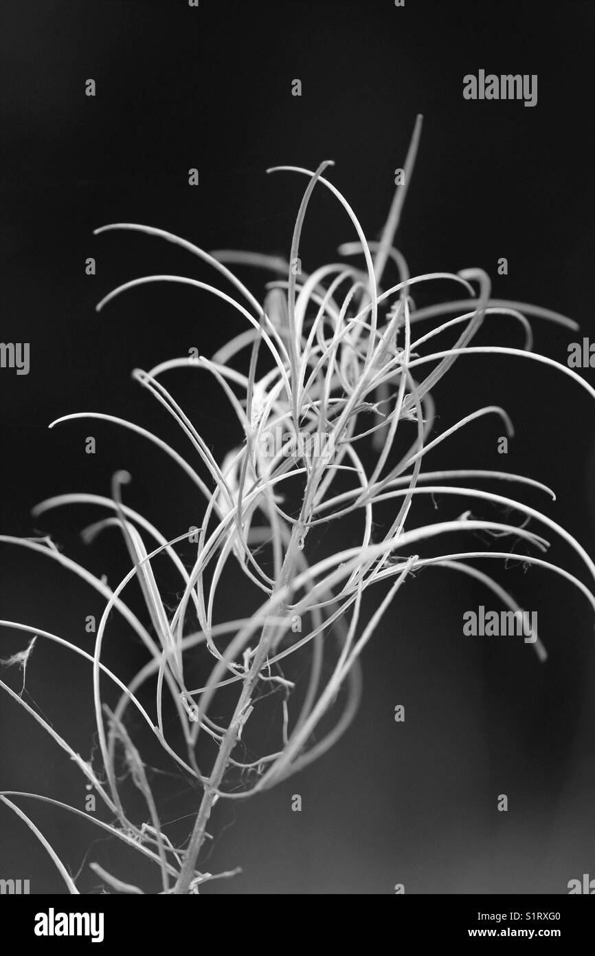 Plant seedhead in black and white - Rosebay willowherb Stock Photo