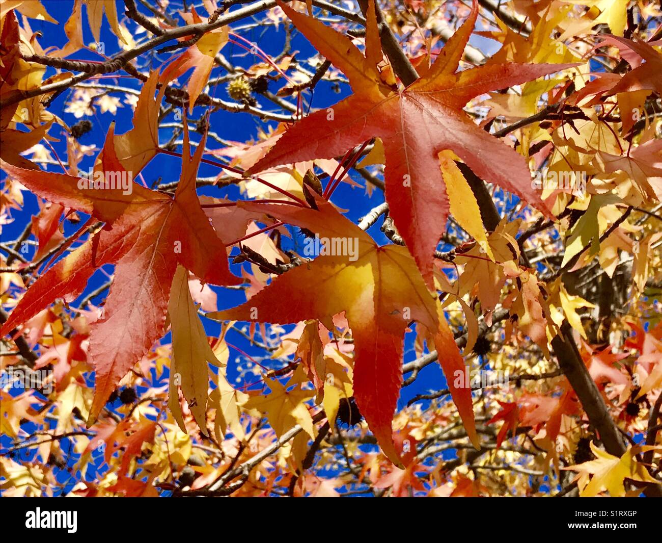 Deciduous tree in Autumn. - Smartphone Captured Stock Image
