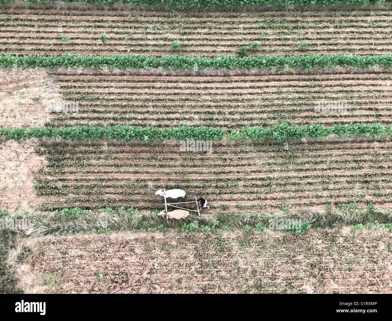 Aerial view of farmer plowing his field in Bagan, Myanmar from a balloon - Smartphone Captured Stock Image