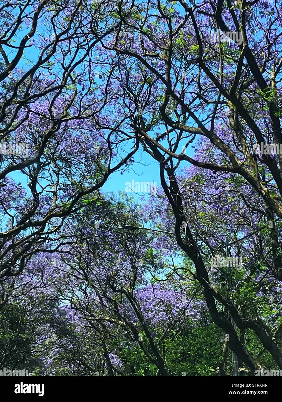 Jacaranda trees in blossom Johannesburg Stock Photo