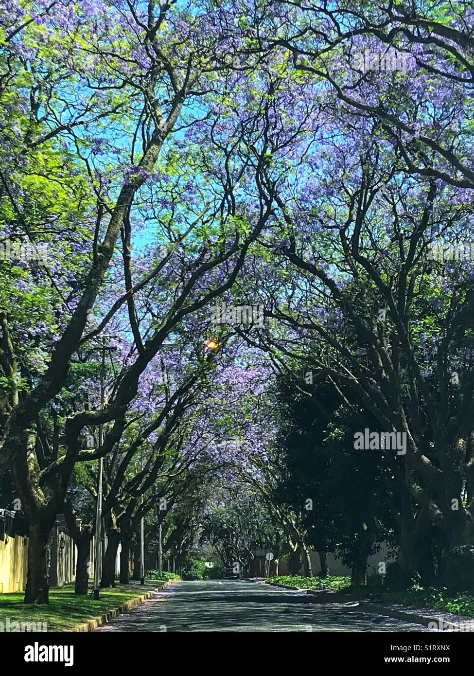 Avenue of Jacaranda trees in blossom spring 2017 Johannesburg Stock Photo