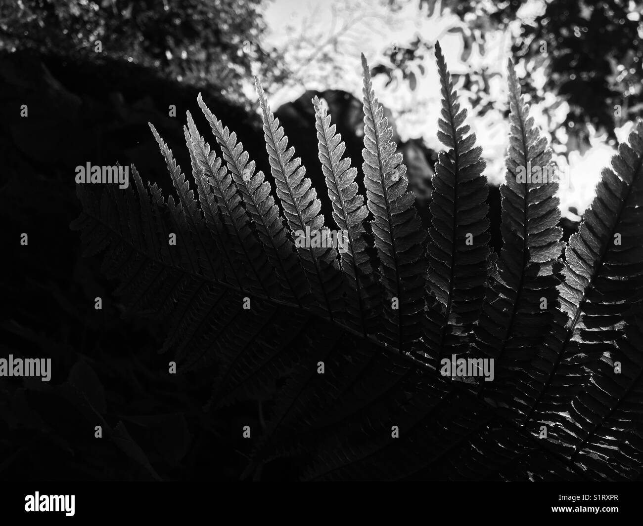 Light through ferns - Smartphone Captured Stock Image