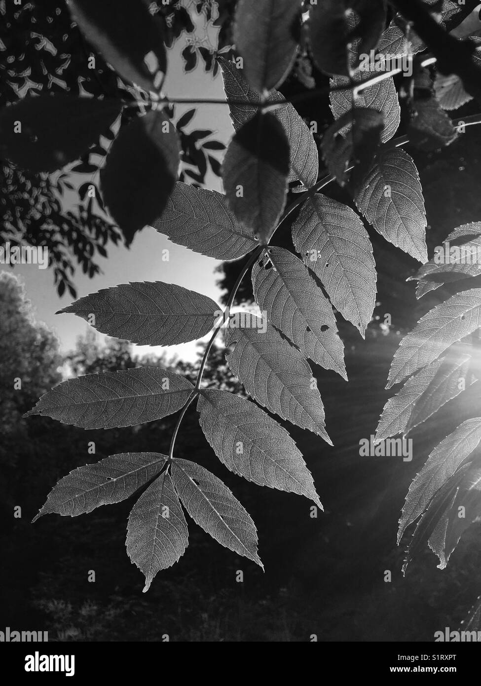 Light through leaves Stock Photo