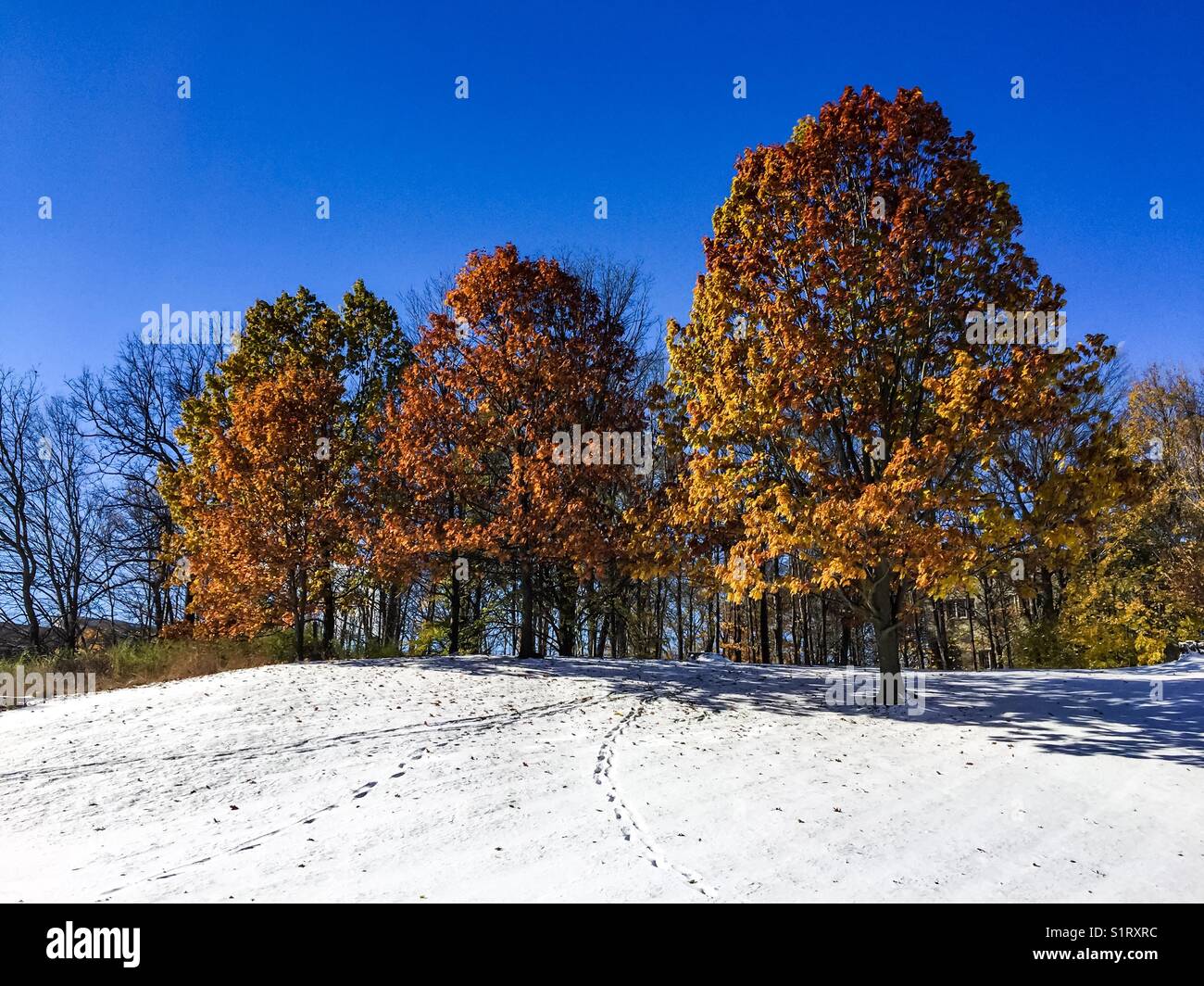 Late autumn first snow - Smartphone Captured Stock Image