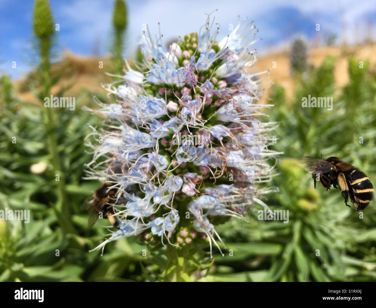 Banded bee with proboscis in view flying in towards an echium flower in bloom - Smartphone Captured Stock Image Banded bee with proboscis in view flying in towards an echium flower in bloom - Smartphone Captured Stock Image