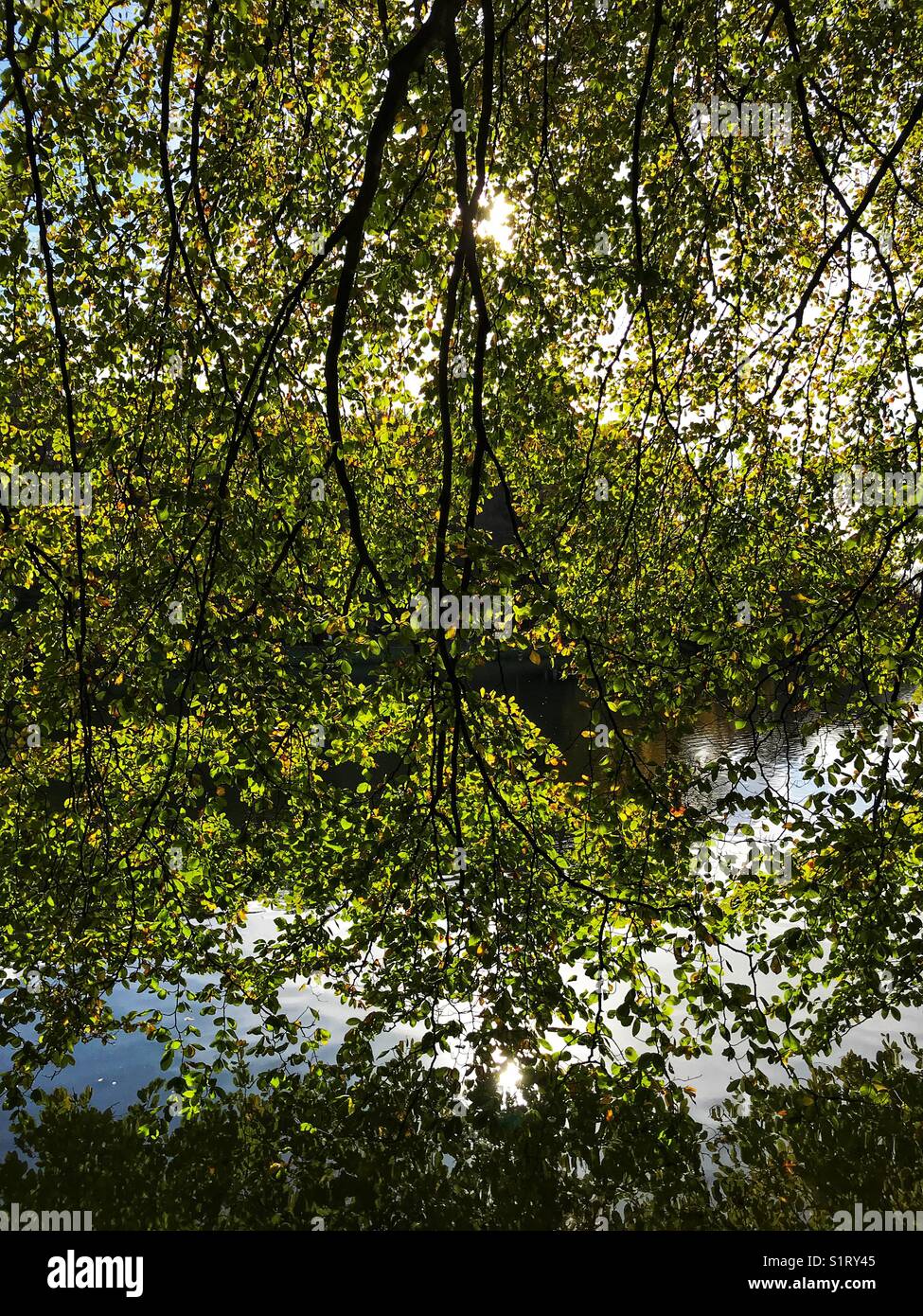 Overhanging branches reflected in a lake - Smartphone Captured Stock Image