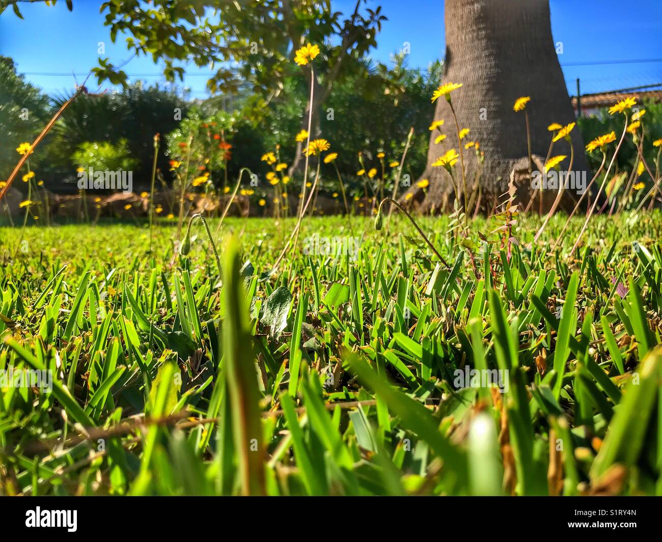 Low angle view across a lawn full of dandelion weeds in flower Stock Photo