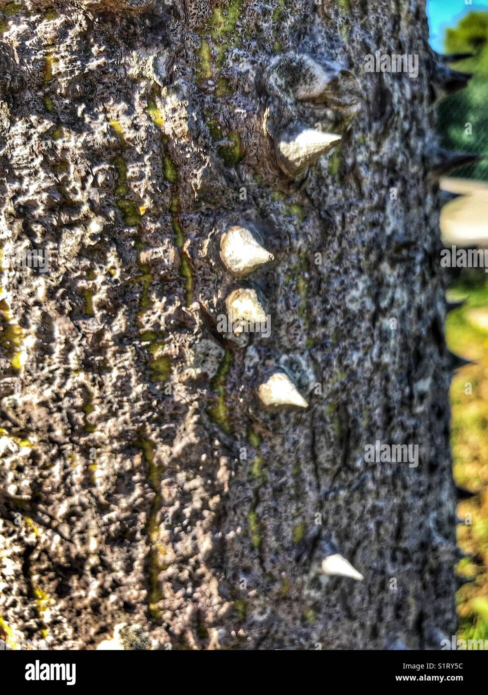 Thorny trunk of the silk floss tree, also known as floss silk tree, or kapok tree. Chorista specious, Brazil - Smartphone Captured Stock Image
