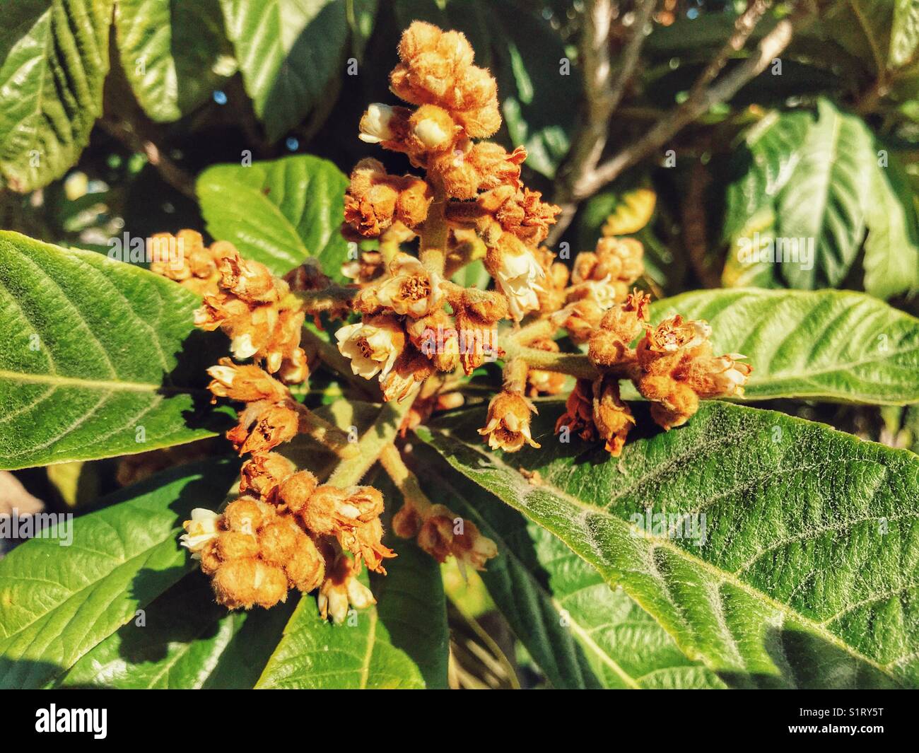 Nispero tree in flower, also known as medlar. The fruit is eaten fresh or used to make jam Stock Photo