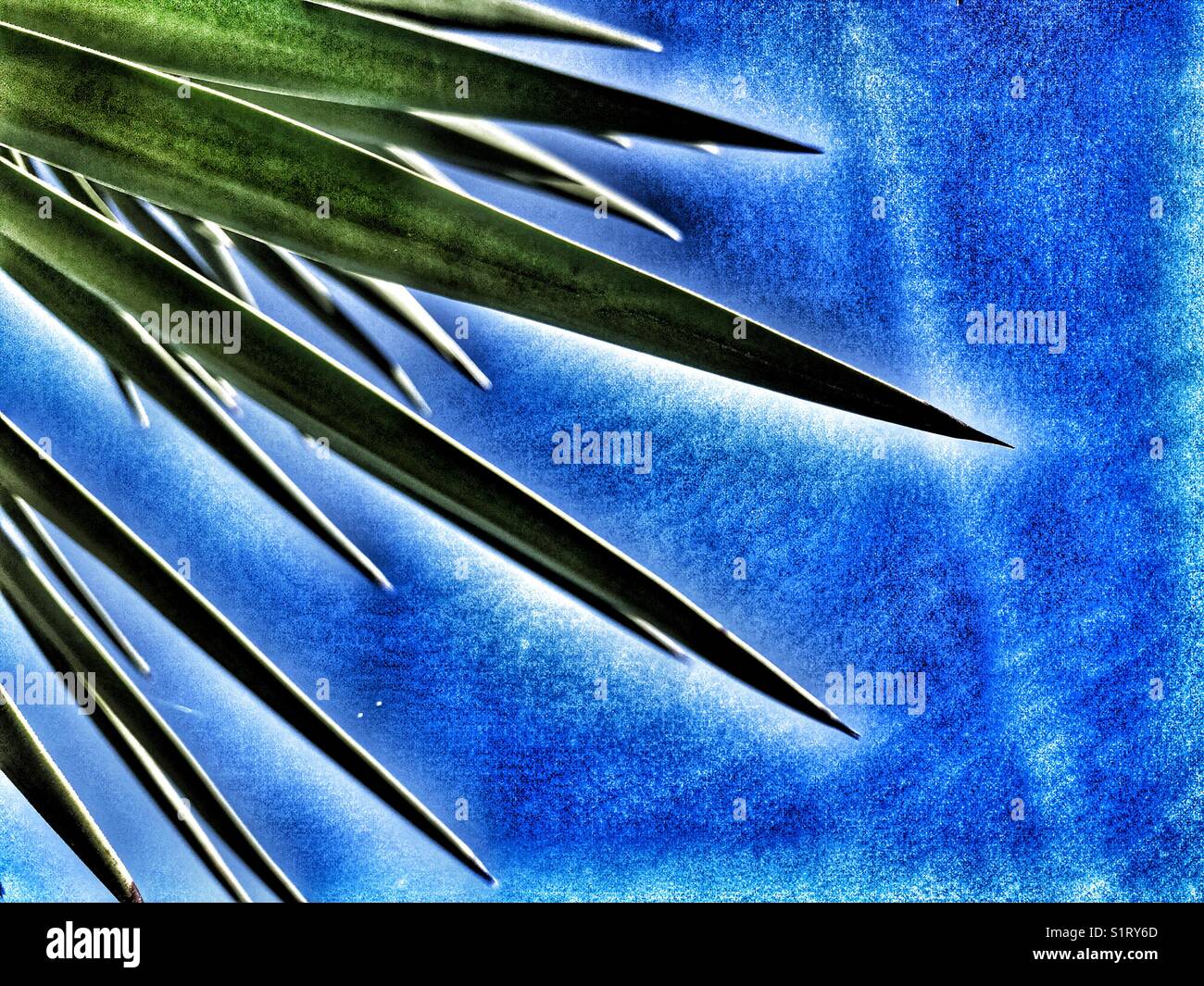 Sharp pointed leaves of Yucca gloriosa, also known as Spanish bayonet or Spanish dagger. Stock Photo