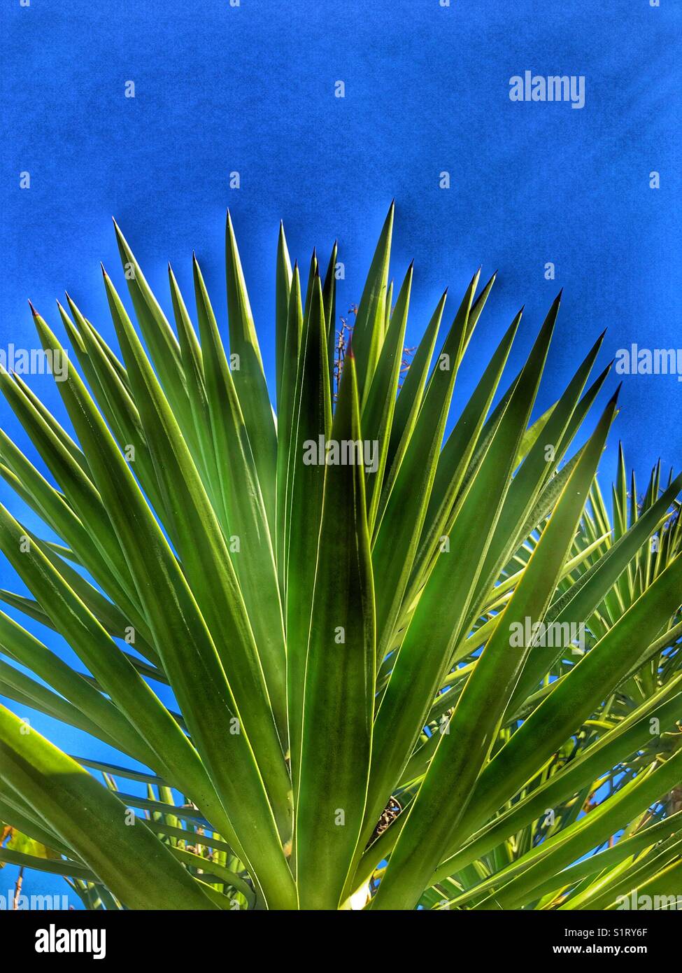 Sharp pointed leaves of Yucca gloriosa, also known as Spanish