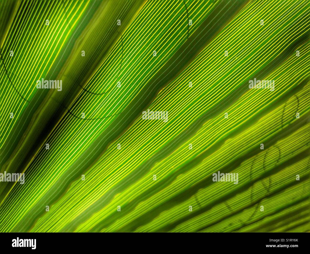 Mediterranean Fan palm, close up of a leaf - Smartphone Captured Stock Image