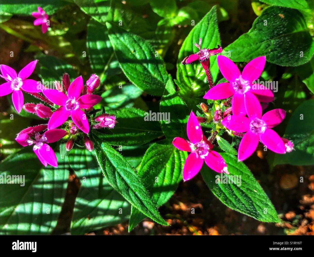 Pentax plant in flower Stock Photo