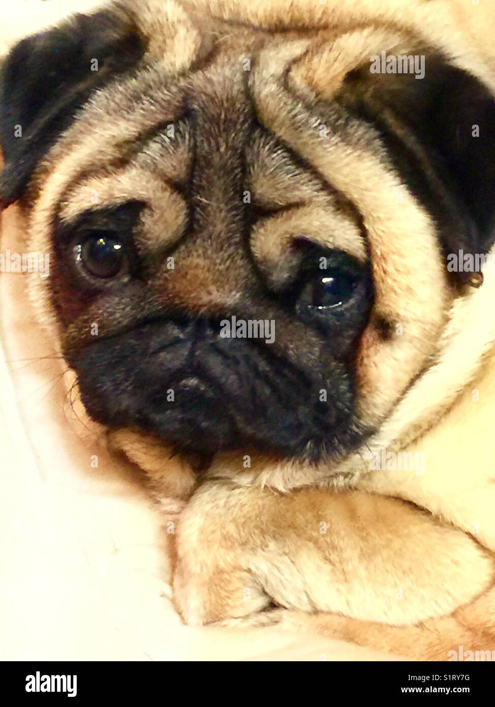 Pensive Pug Too, Beautiful Fawn Pug Stares into Your Eyes Stock Photo