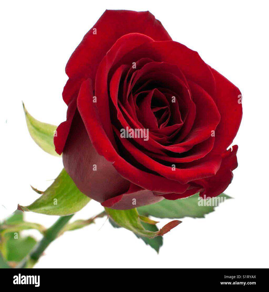 Red Naomi rose with isolate white backdrop Stock Photo - Alamy