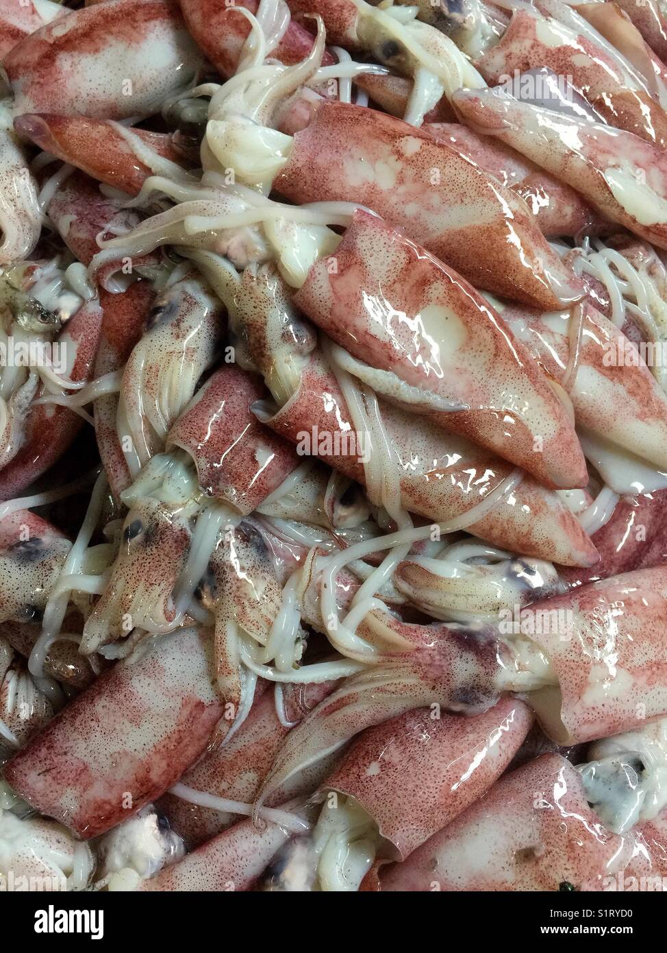 Red squid for sale. - Smartphone Captured Stock Image