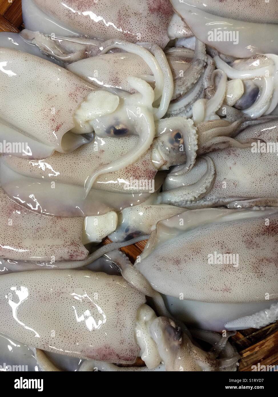 Fresh squids for sale at the wet market in Vietnam Stock Photo - Alamy