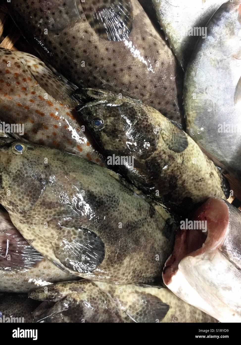 Fresh ocean perch or rock fish. - Smartphone Captured Stock Image