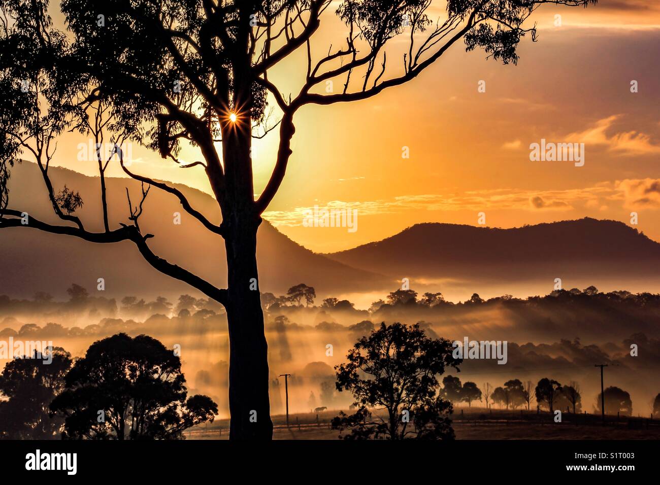 Sunburst through tree silhouette and foggy valley - Smartphone Captured Stock Image