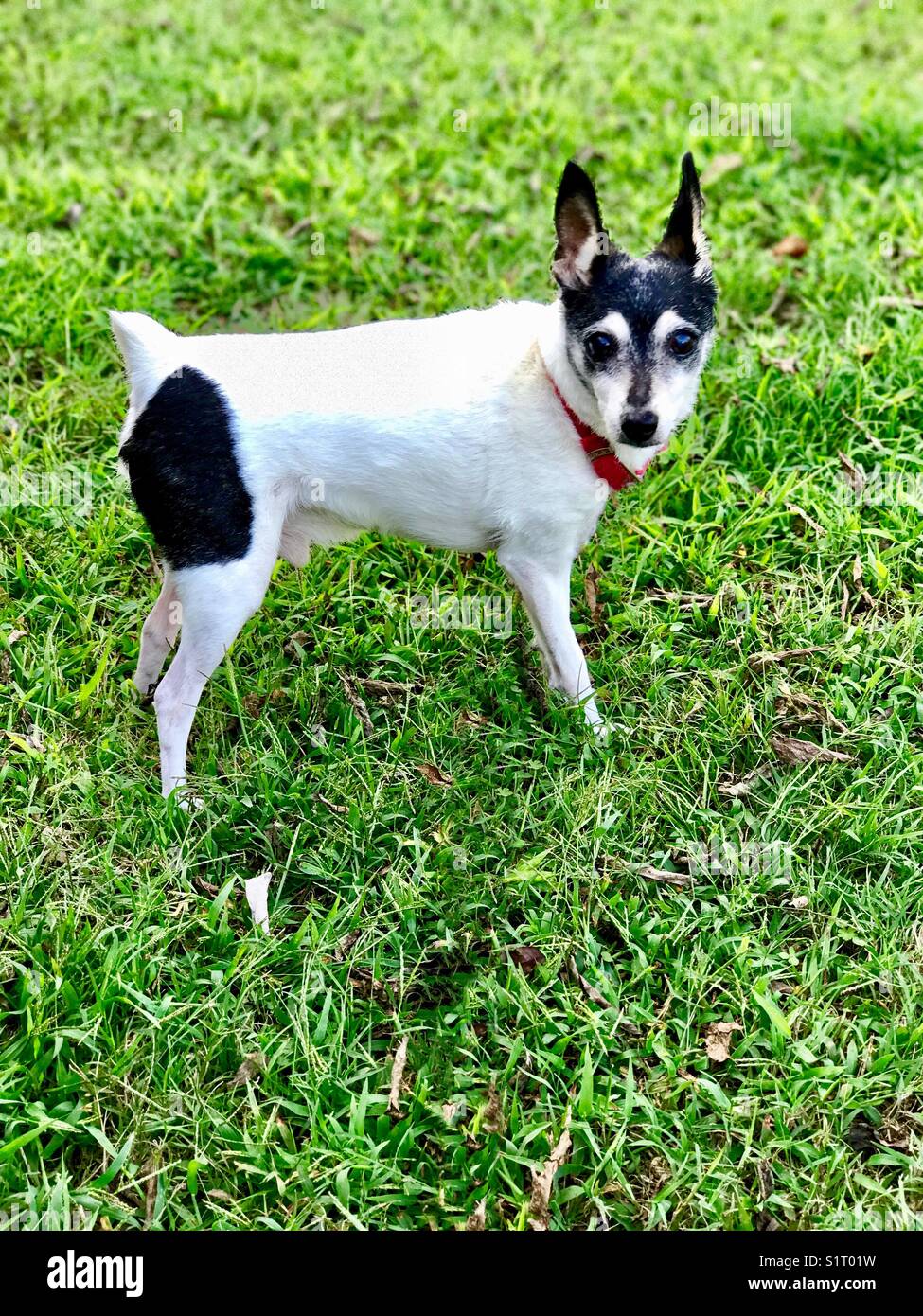 old fox terrier