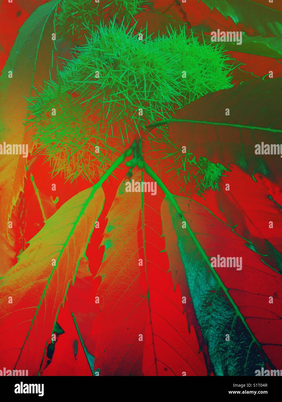 Chestnut burrs and leaves - Smartphone Captured Stock Image