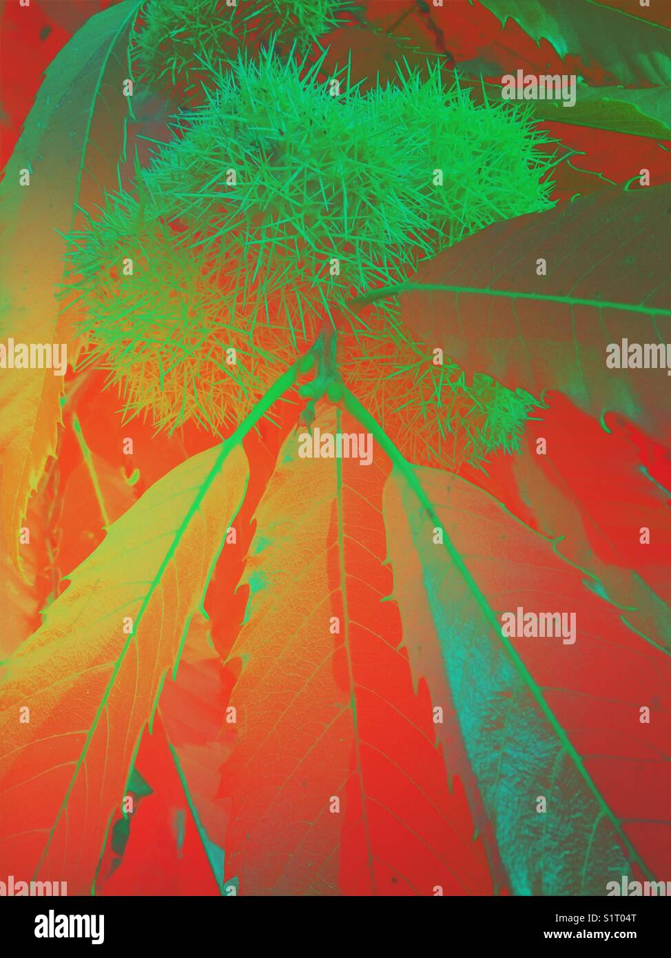 Chestnut burrs and leaves - Smartphone Captured Stock Image