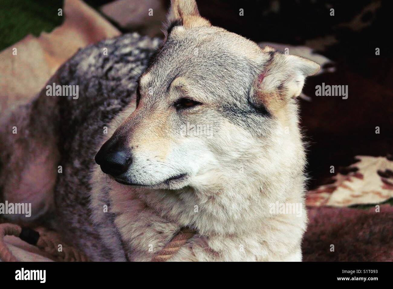 Wolf Dog - Smartphone Captured Stock Image