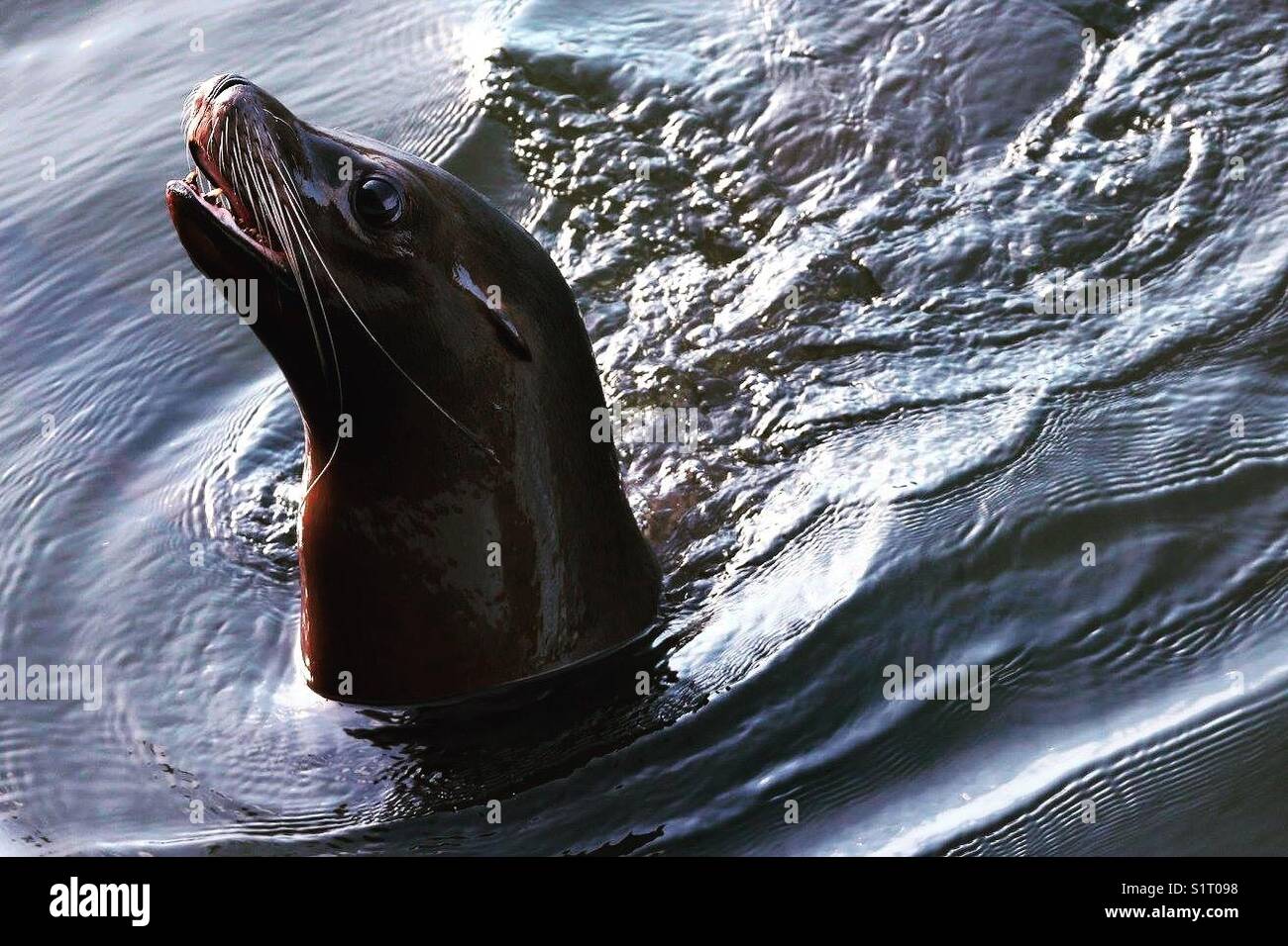 Sea-lion at Sea - Smartphone Captured Stock Image