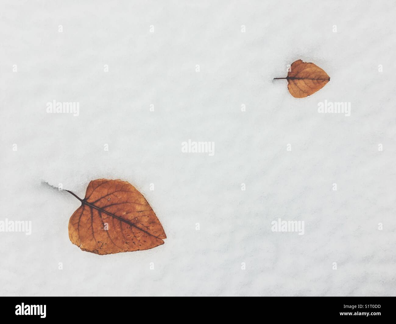 Two leaves, a small one and a bigger one, sitting on top of white fresh snow. Space for copy. - Smartphone Captured Stock Image