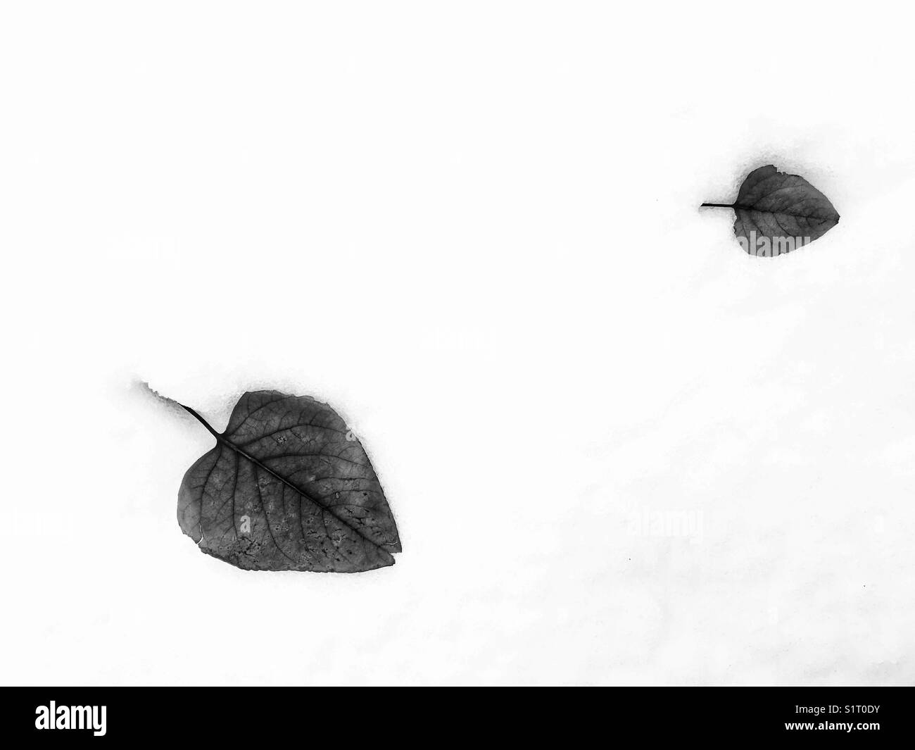 Two fallen leaves in fresh snow. In black and white. - Smartphone Captured Stock Image