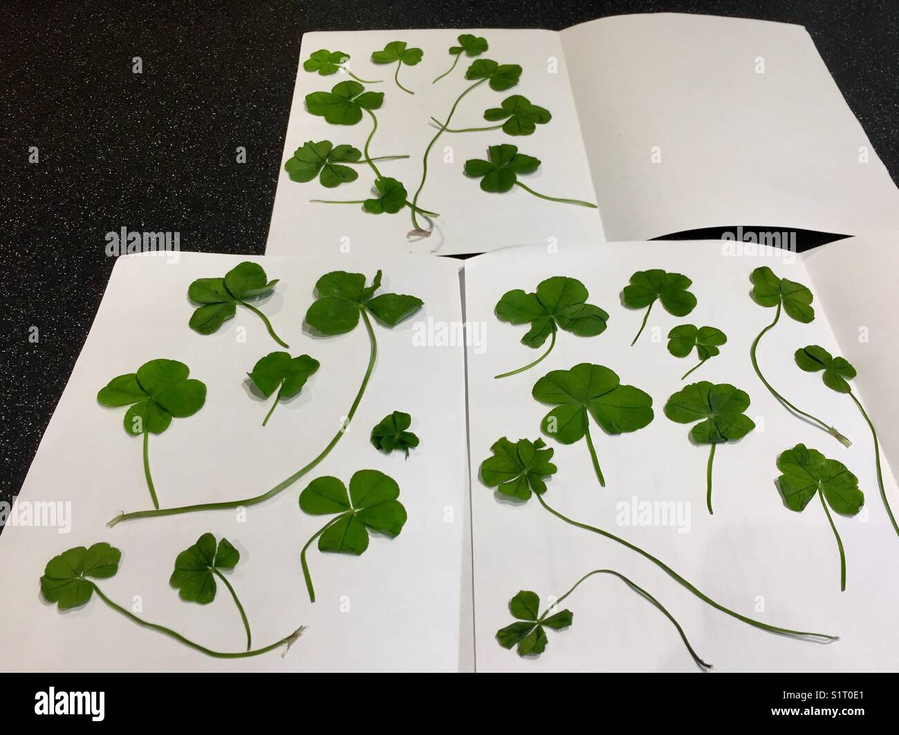 Lucky leaf hi-res stock photography and images - Alamy