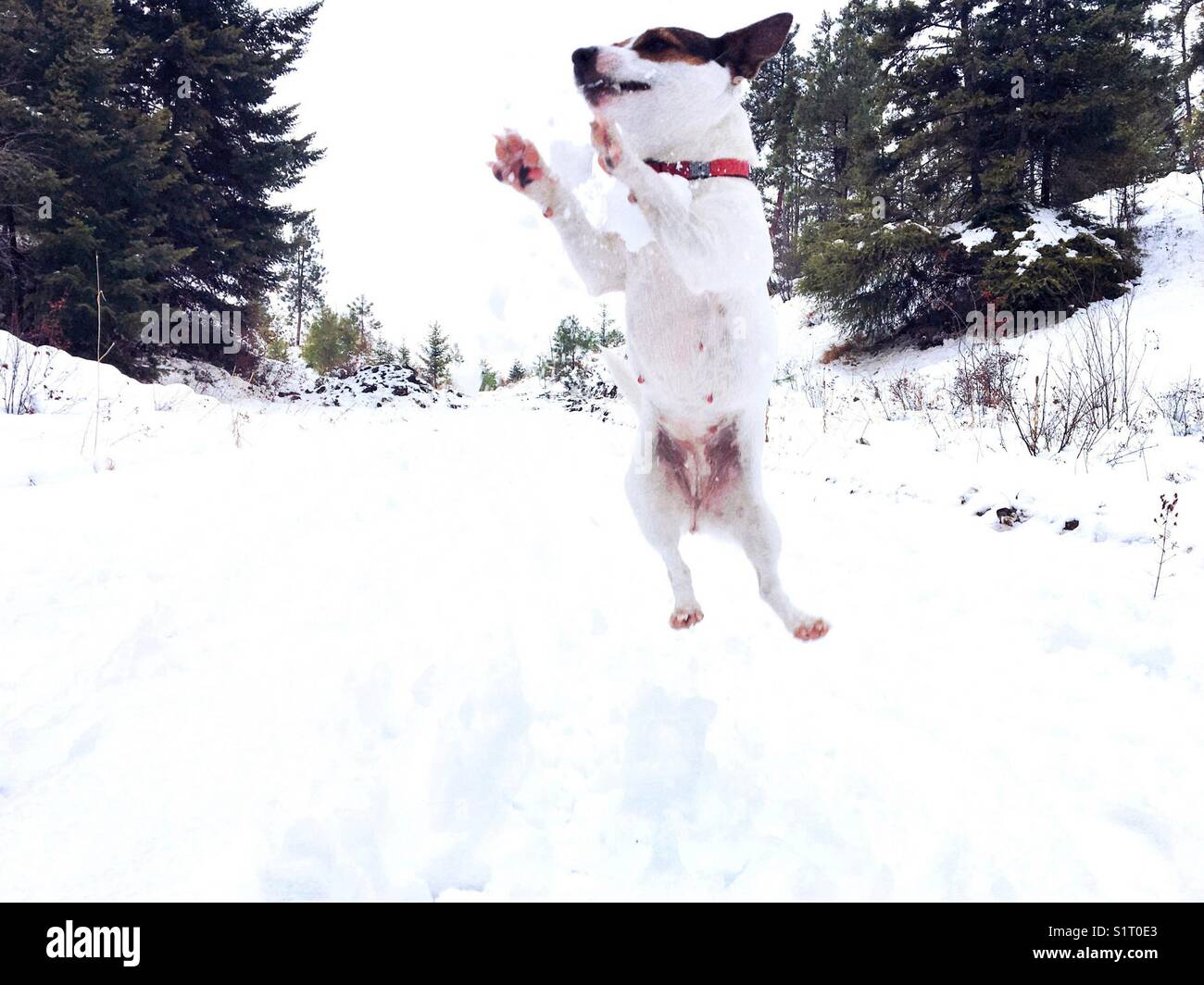 Dog catching a snowball hires stock photography and images Alamy