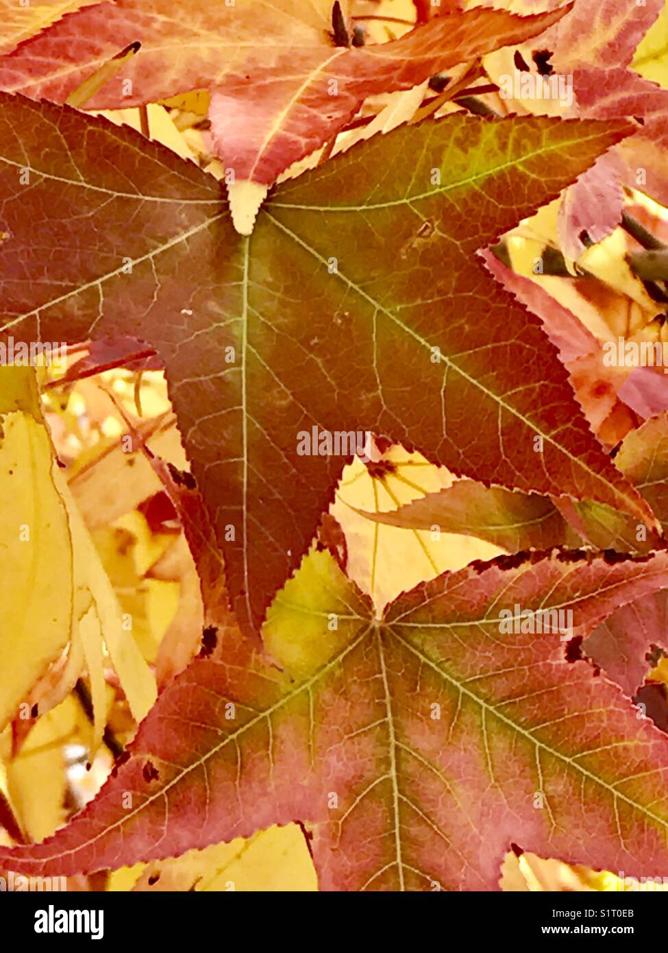 Autumn leaves. - Smartphone Captured Stock Image