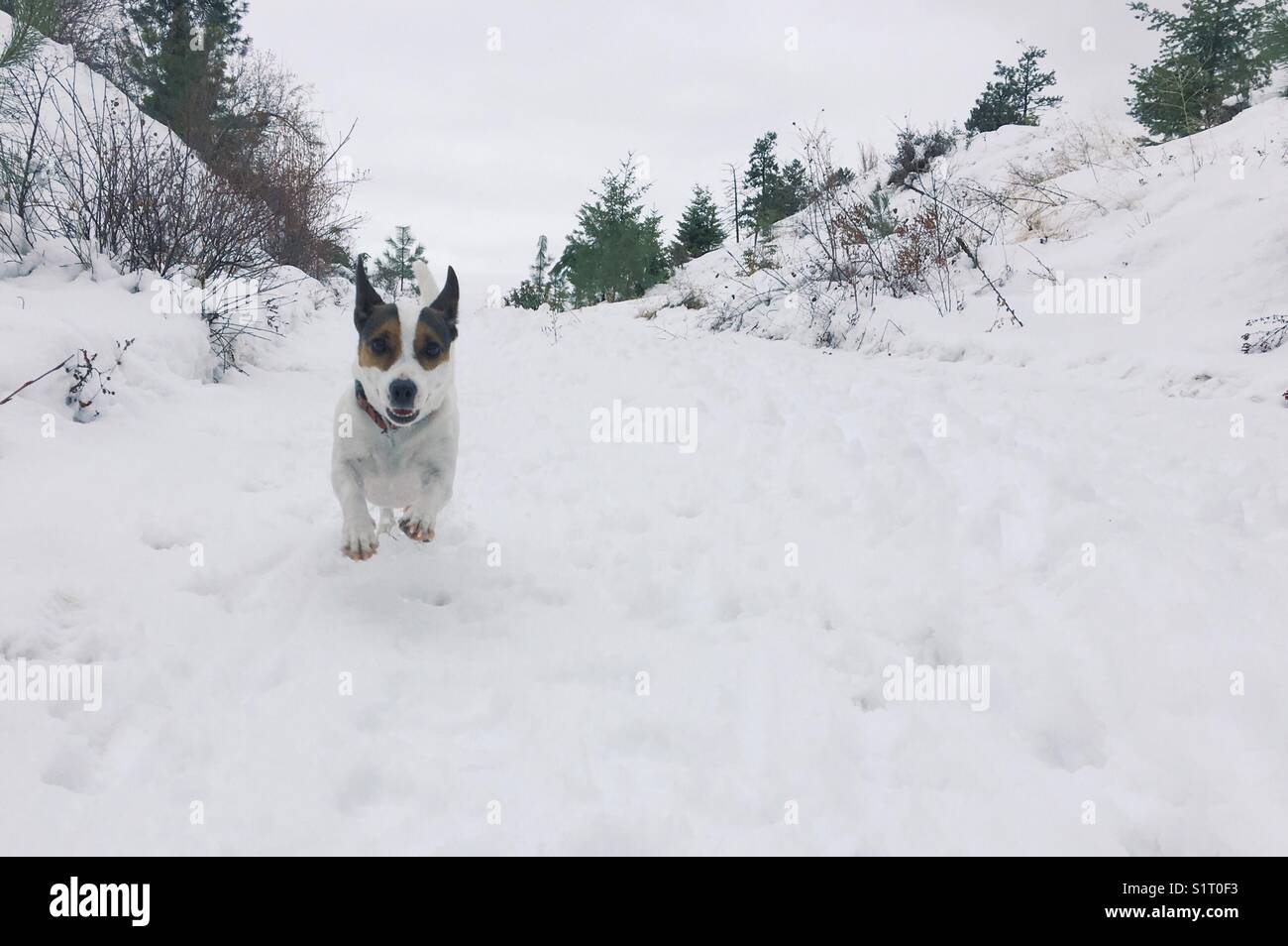 Jack Russell Terrier dog running towards camera on a snow covered trail, on a cool overcast day. - Smartphone Captured Stock Image