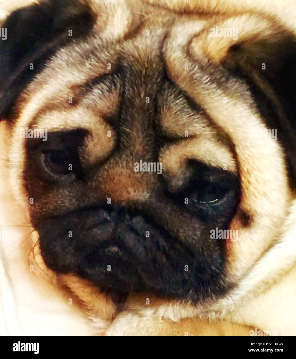 Thoughtful, Pensive Fawn Pug Stock Photo