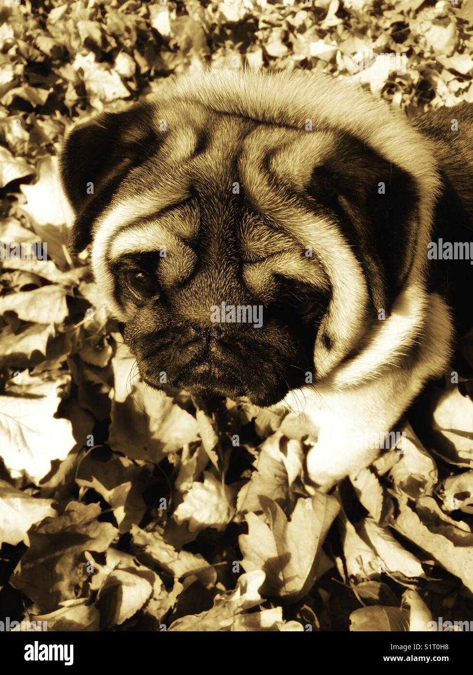 Wrinkles and leaves, a black muzzled, wrinkled pug playing in leaves Stock Photo