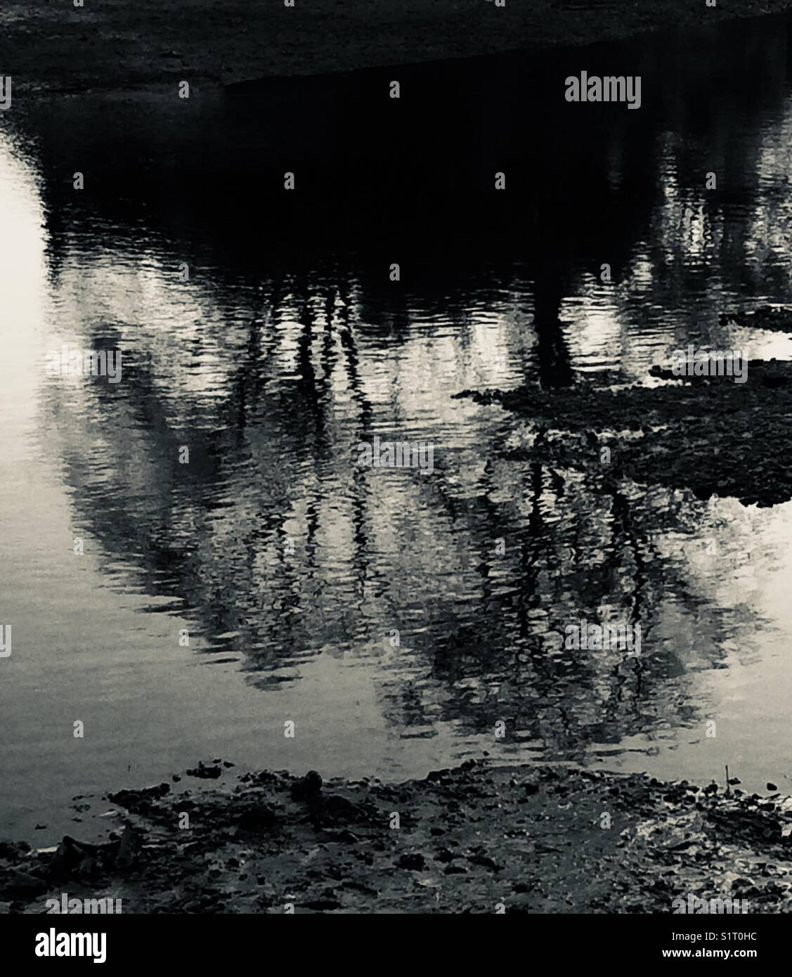 Tree reflections - Smartphone Captured Stock Image