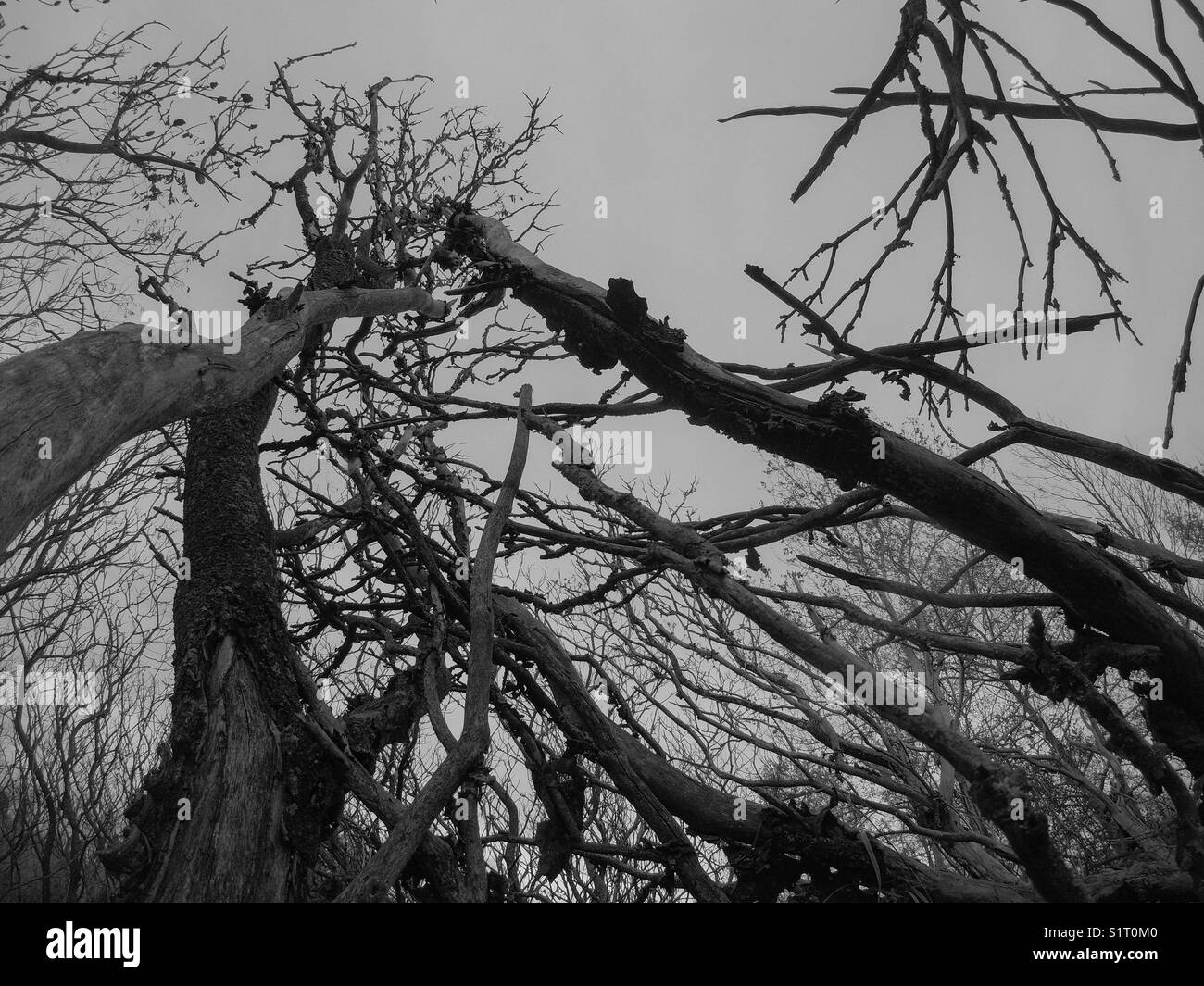 Black and white trees hires stock photography and images Alamy