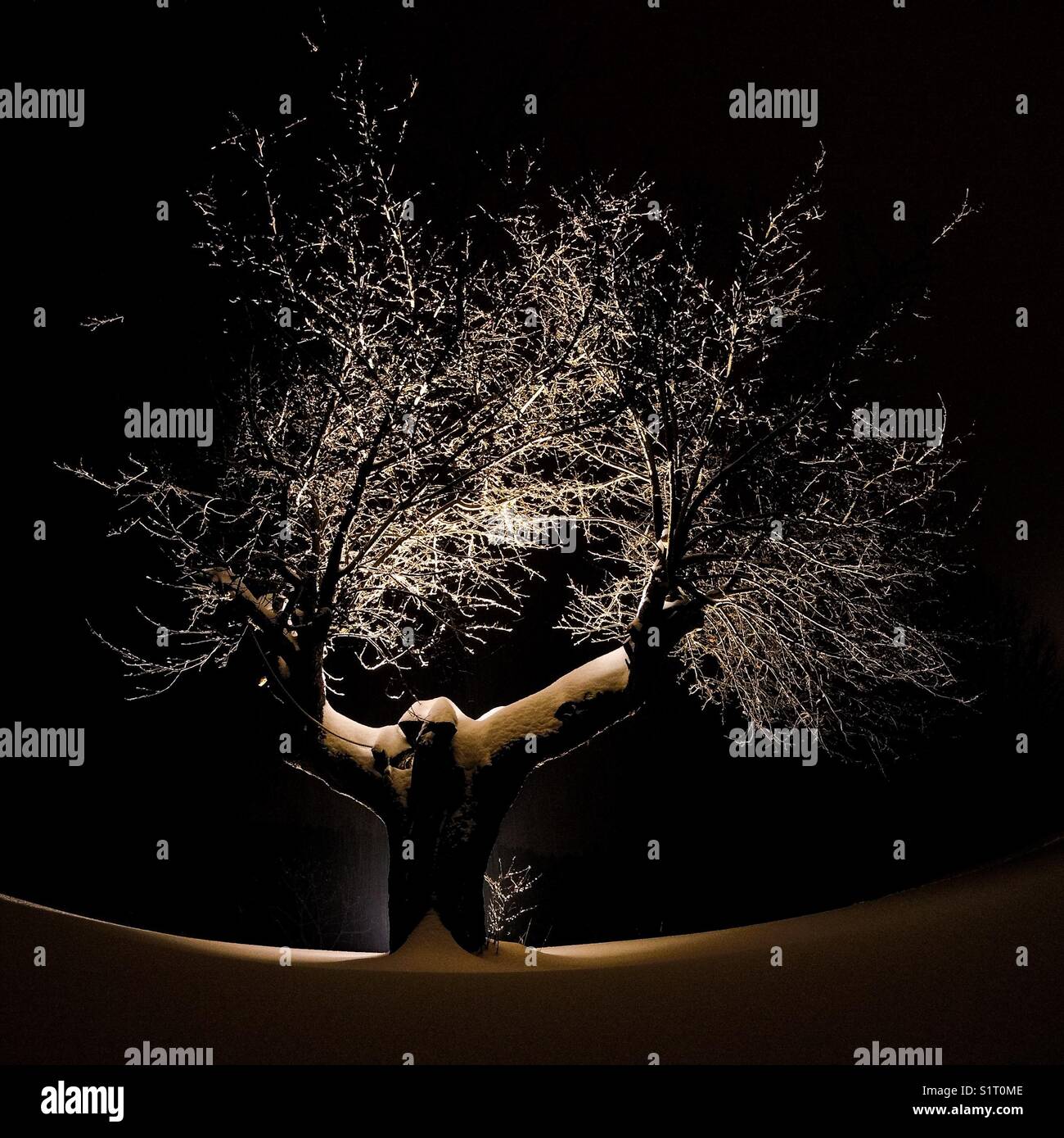 Monster Tree In The Dark Stock Photo Alamy