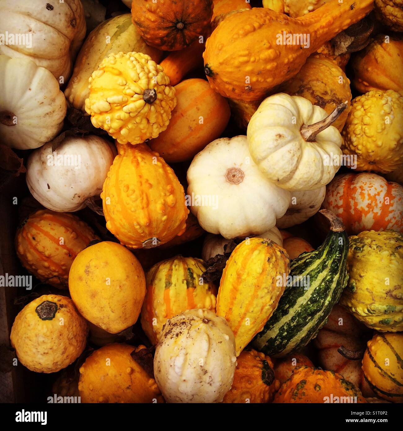Gourds - Smartphone Captured Stock Image