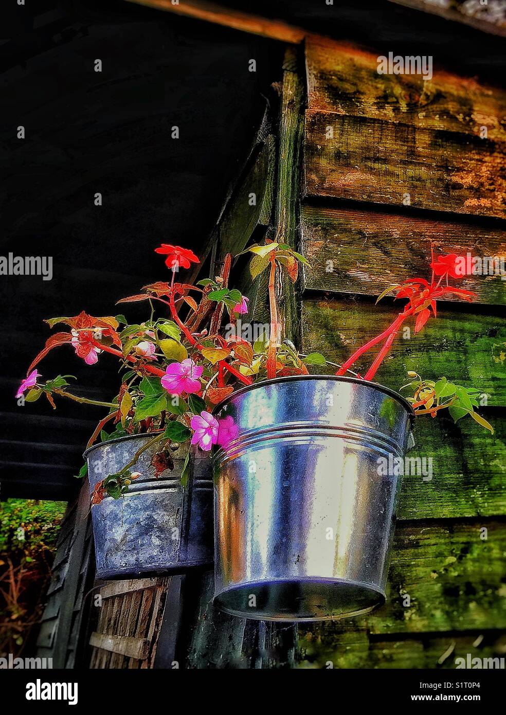 Busy Lizzies hanging in aluminium garden planters Stock Photo Alamy