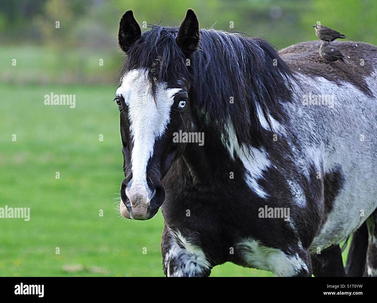Walleyed black and white pinto horse with birds on riding on its back