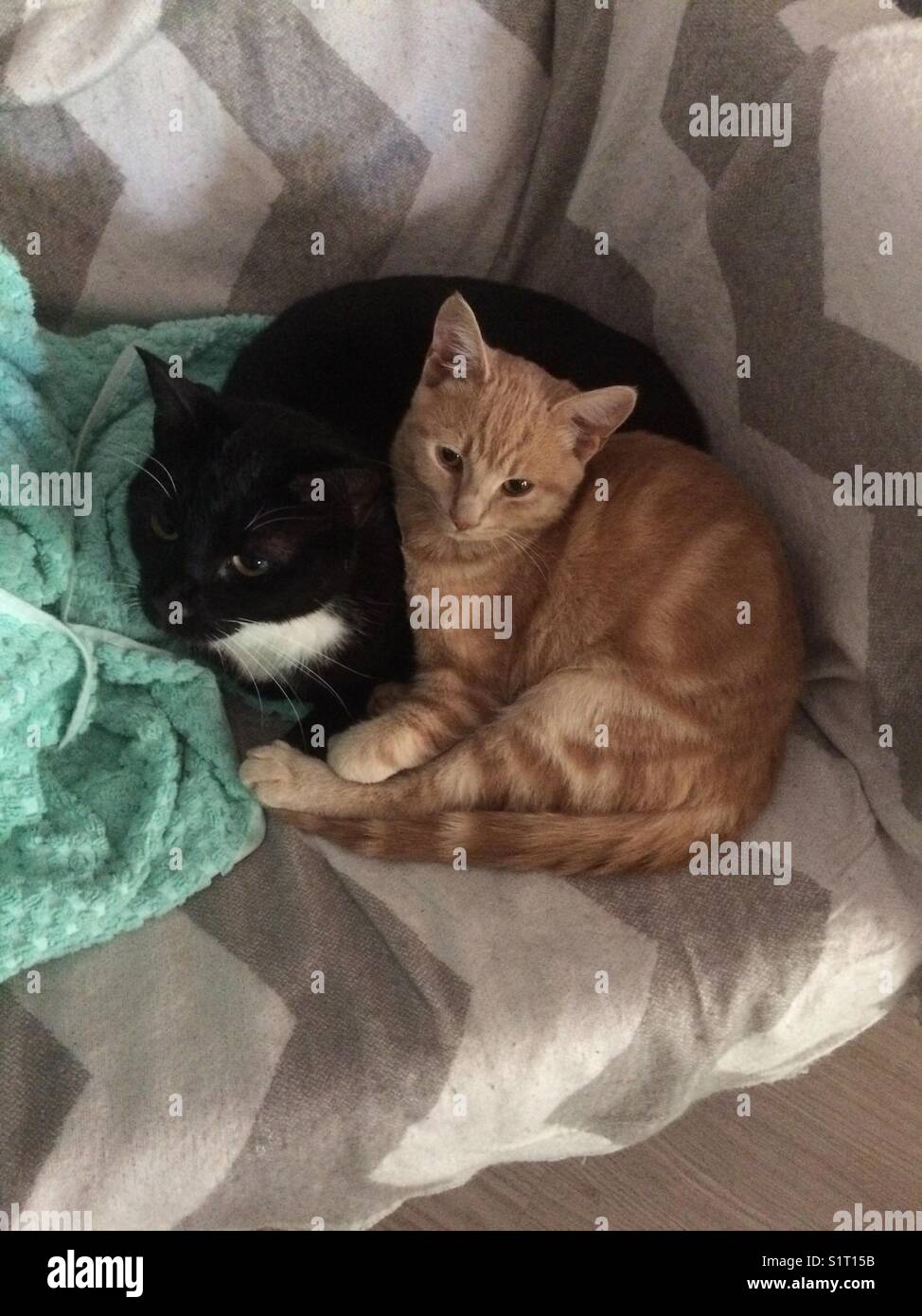 Kitty snuggles top