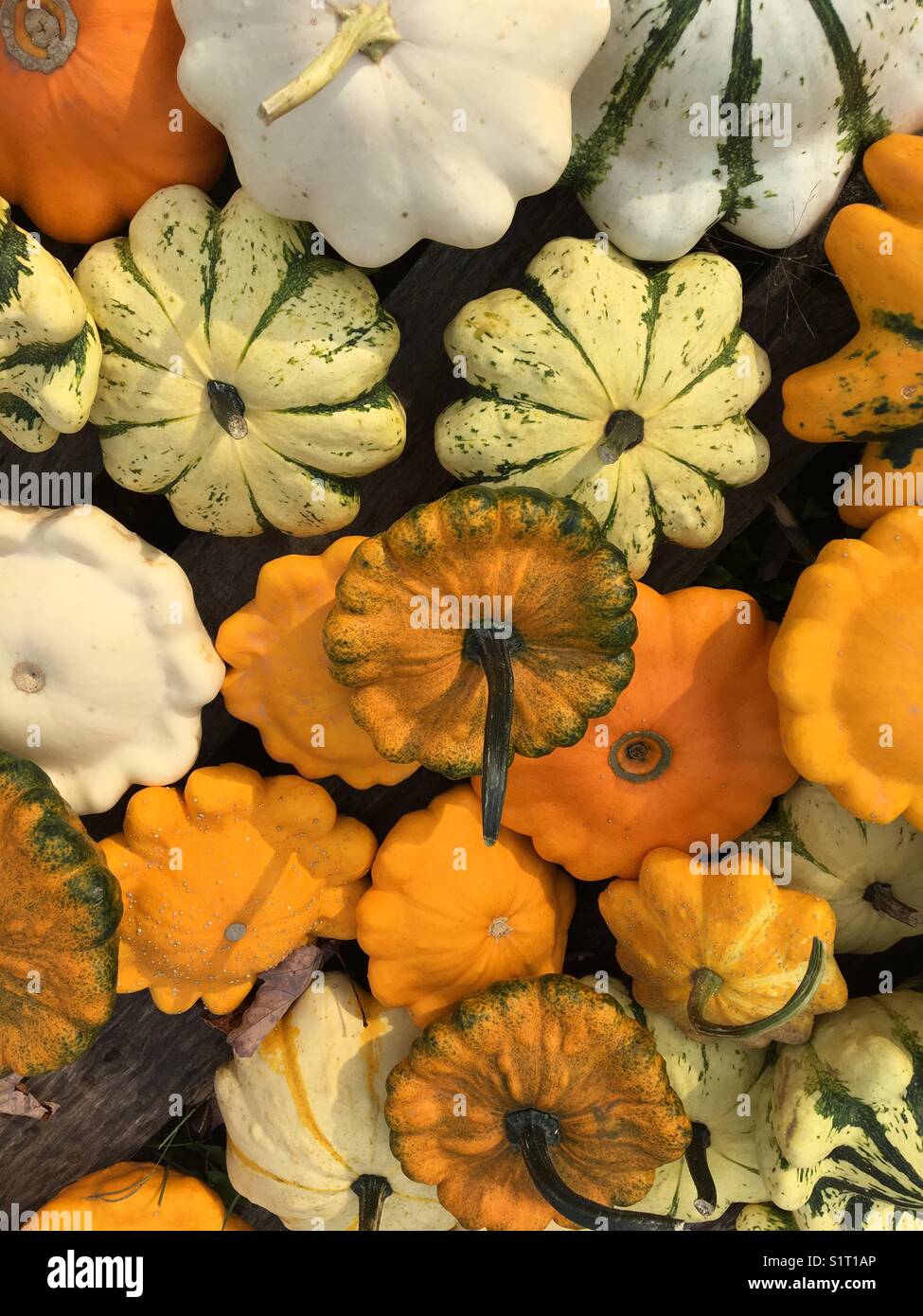 Gourd variety hires stock photography and images Alamy