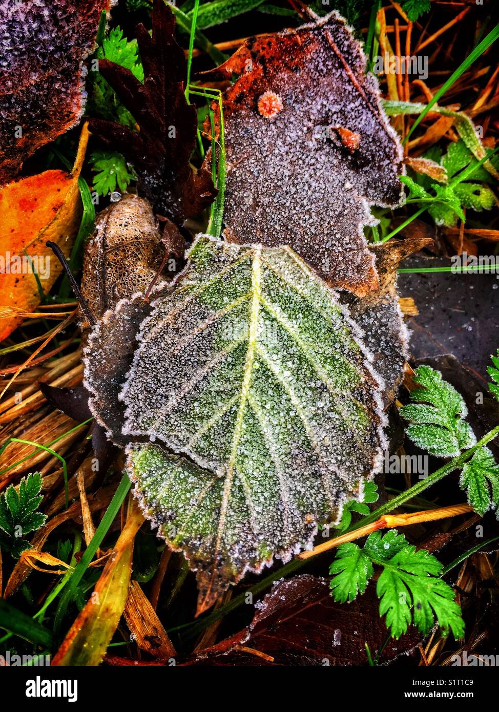 As the leaves have fallen, and showing the colours of autumn. The mornings are starting to show the signs of ground frost. Stock Photo